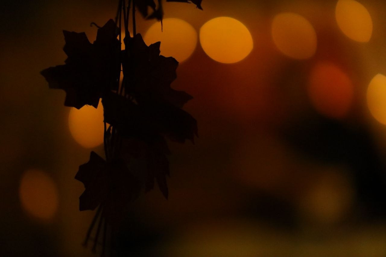 Проект «366»|2024|Фото каждый день. LENA GRACE photographer ||ЛЕНА ГРЭЙС фотограф