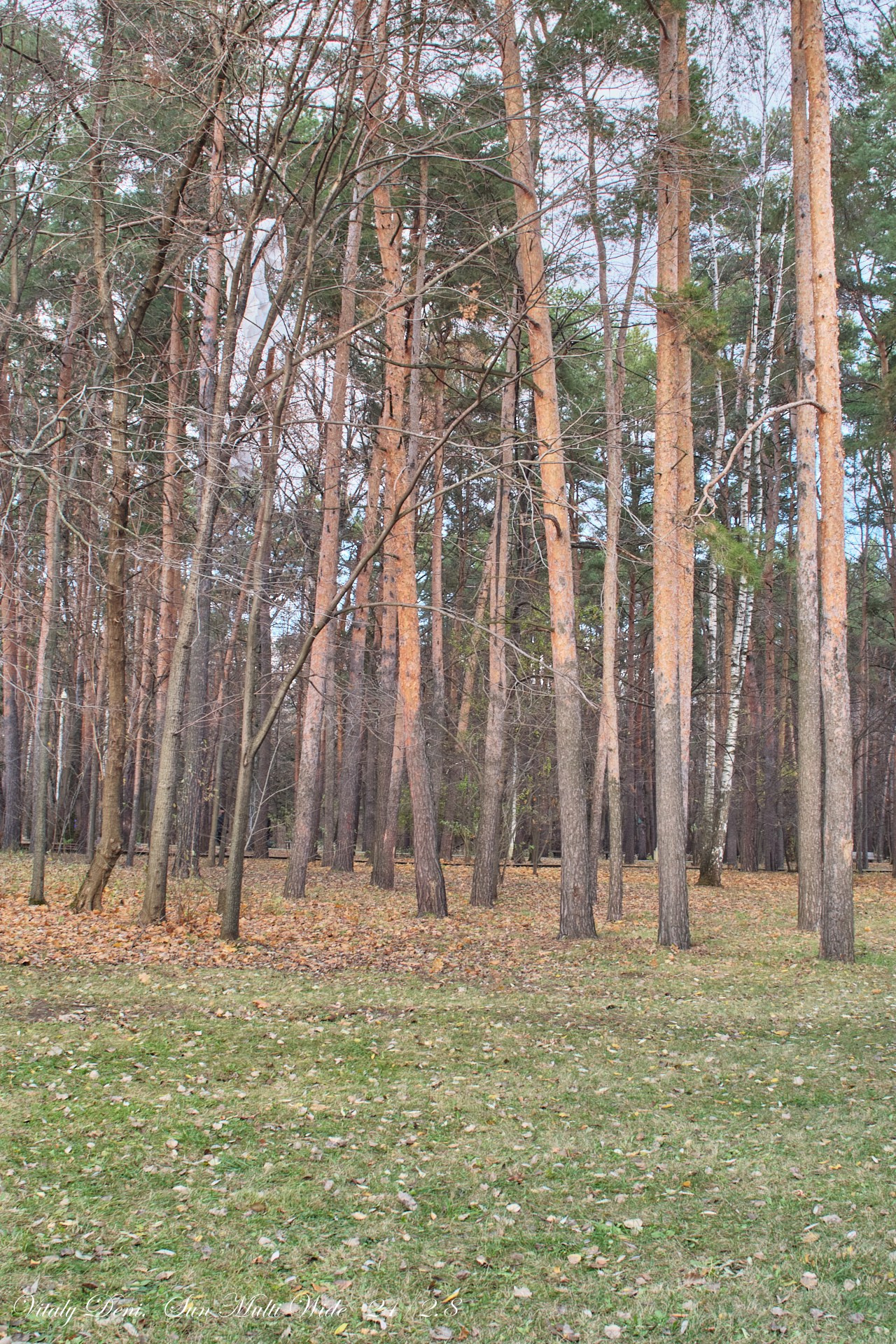 Острый угол взгляда (Пикториализм в природе— 7). Сайт фотографа Виталия Дени