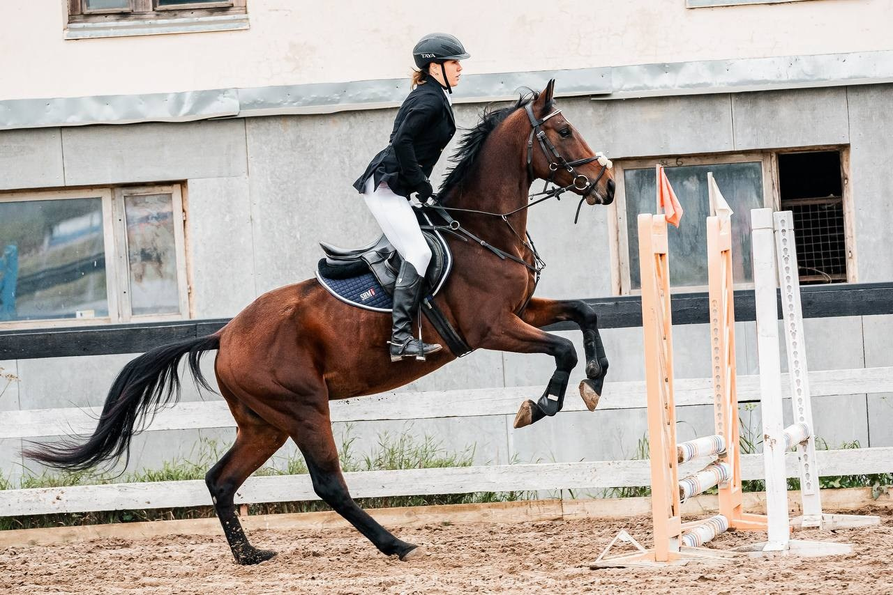 ОСЕННИЙ КУБОК КСК «СОЗВЕЗДИЕ» по КОНКУРУ. Конный фотограф Куракина Дарья • Фотосессии с лошадьми