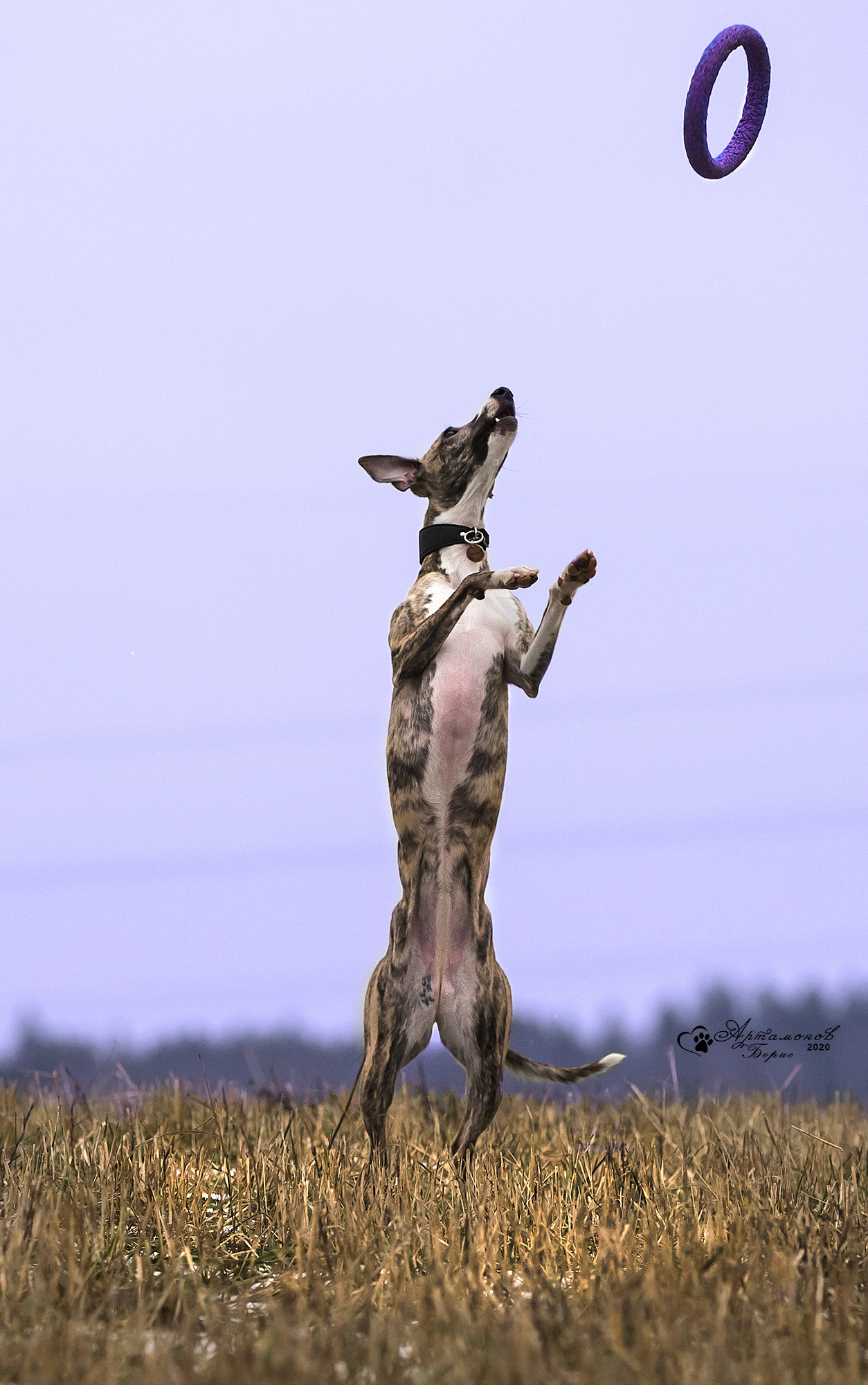В ДВИЖЕНИИ. Борис Артамонов фотограф — анималист. Москва