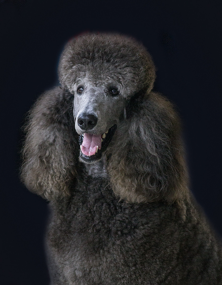 Борис Артамонов фотограф — анималист. Москва