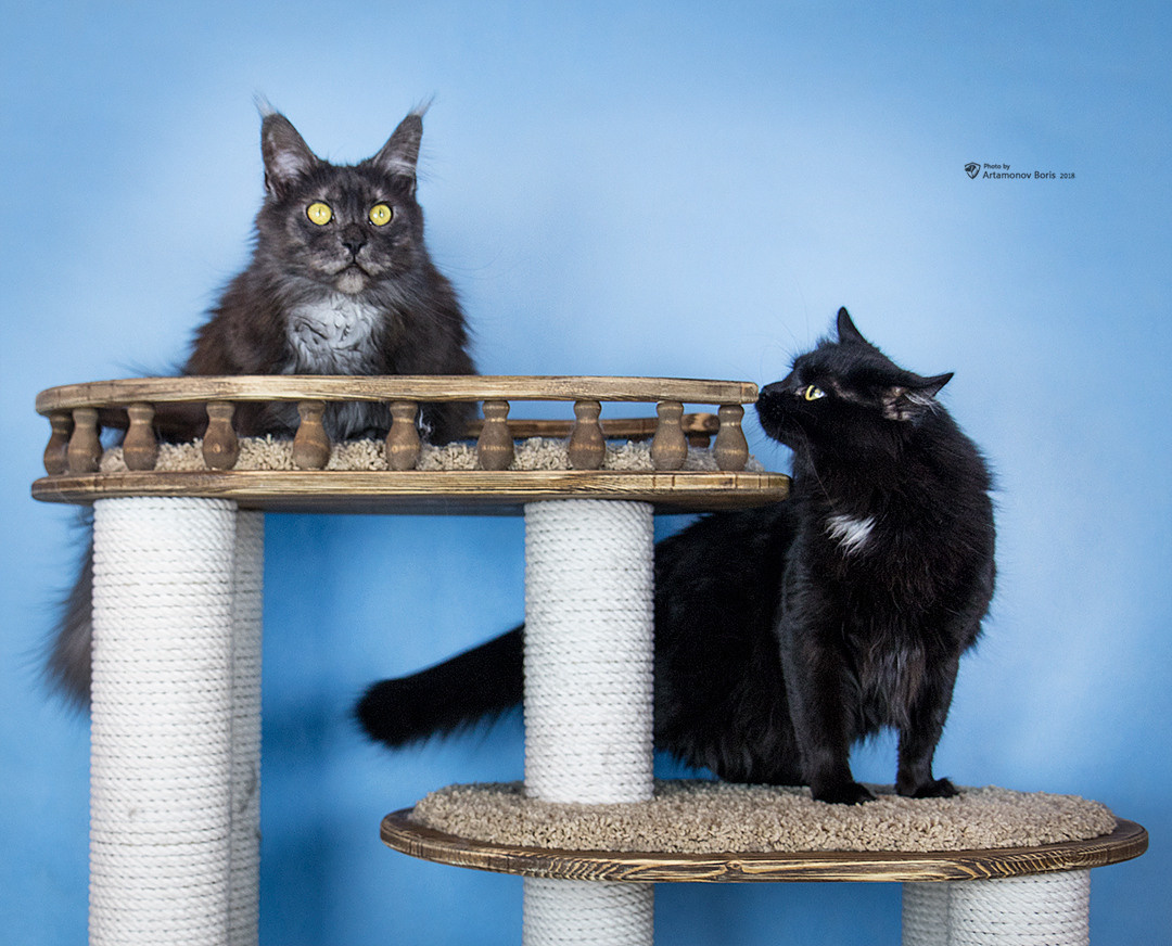 КОТЫ))))). Борис Артамонов фотограф — анималист. Москва