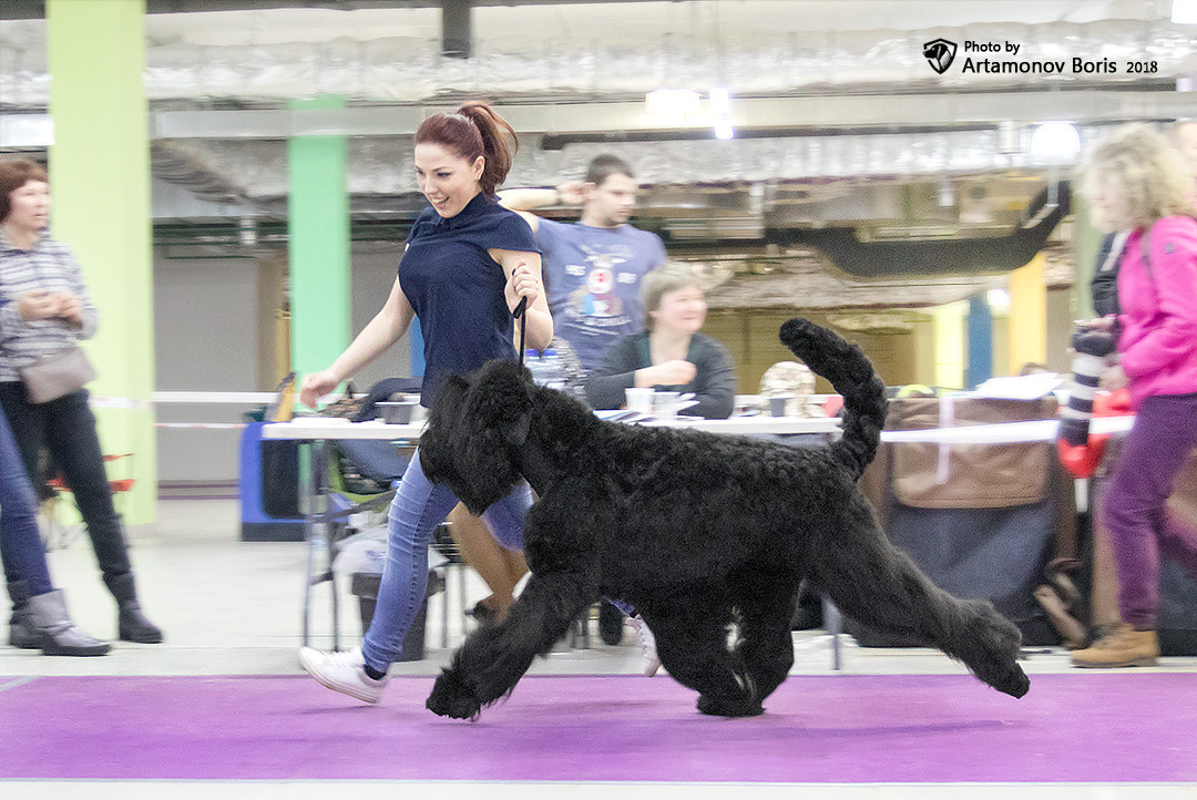 Борис Артамонов фотограф — анималист. Москва
