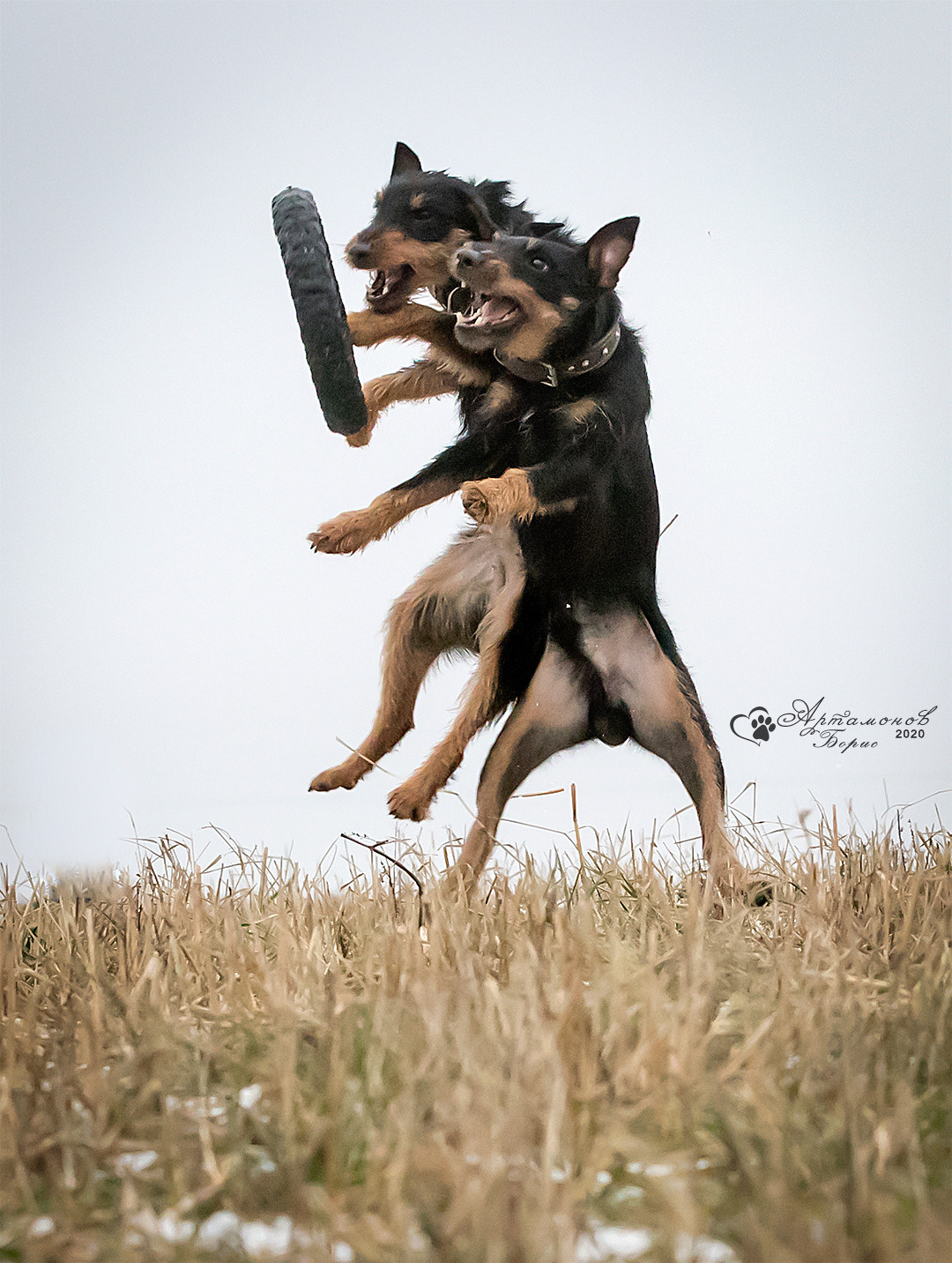 В ДВИЖЕНИИ. Борис Артамонов фотограф — анималист. Москва