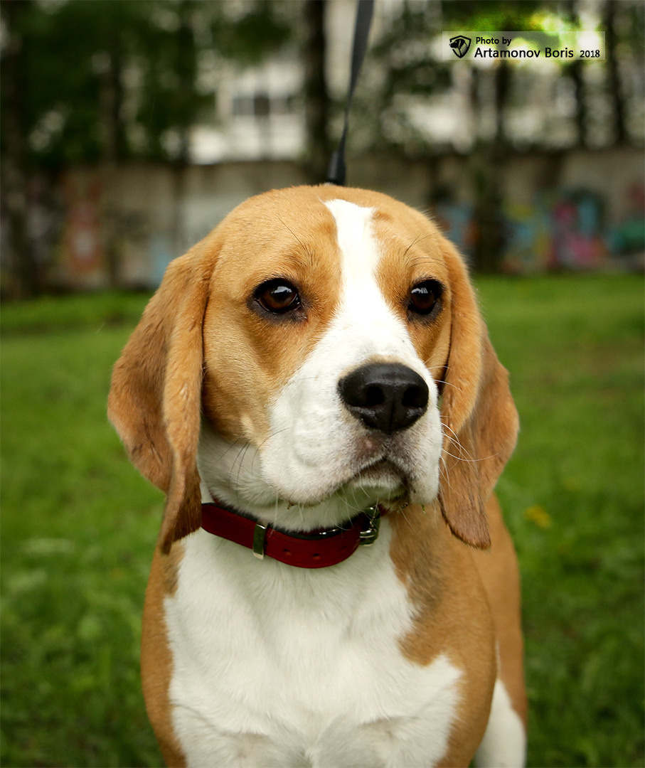 ПОРТРЕТИКИ. Борис Артамонов фотограф — анималист. Москва
