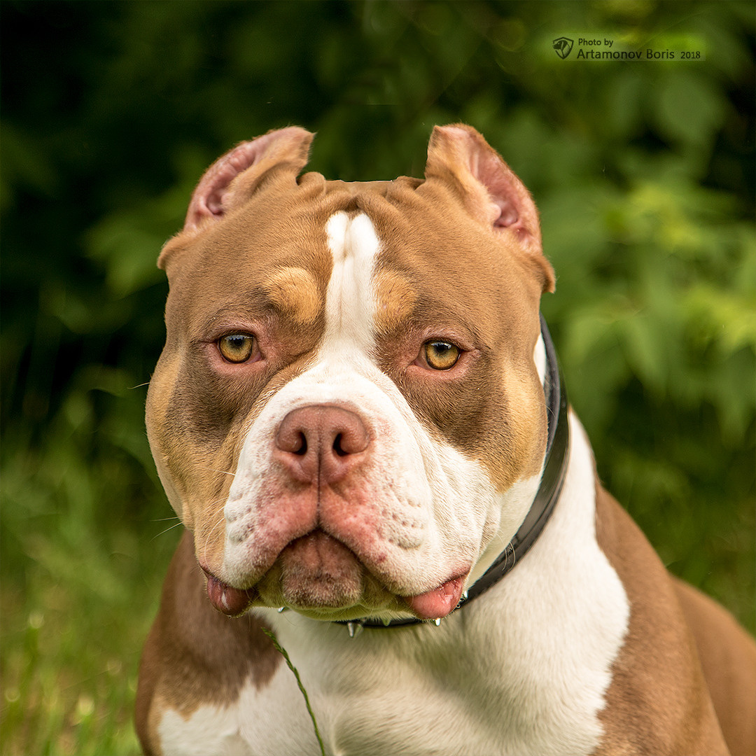 ПОРТРЕТИКИ. Борис Артамонов фотограф — анималист. Москва