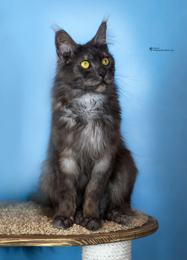 КОТЫ))))). Борис Артамонов фотограф — анималист. Москва