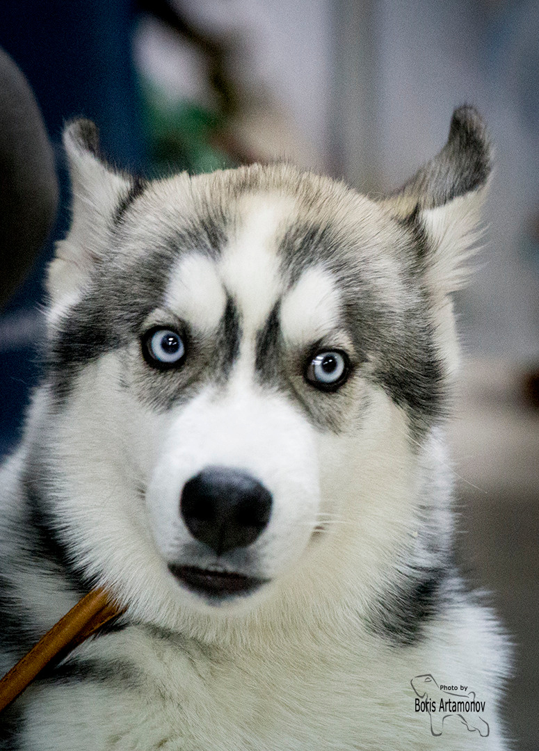 Борис Артамонов фотограф — анималист. Москва