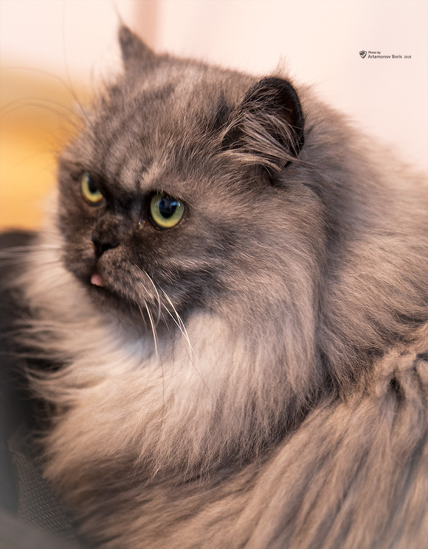 КОТЫ))))). Борис Артамонов фотограф — анималист. Москва