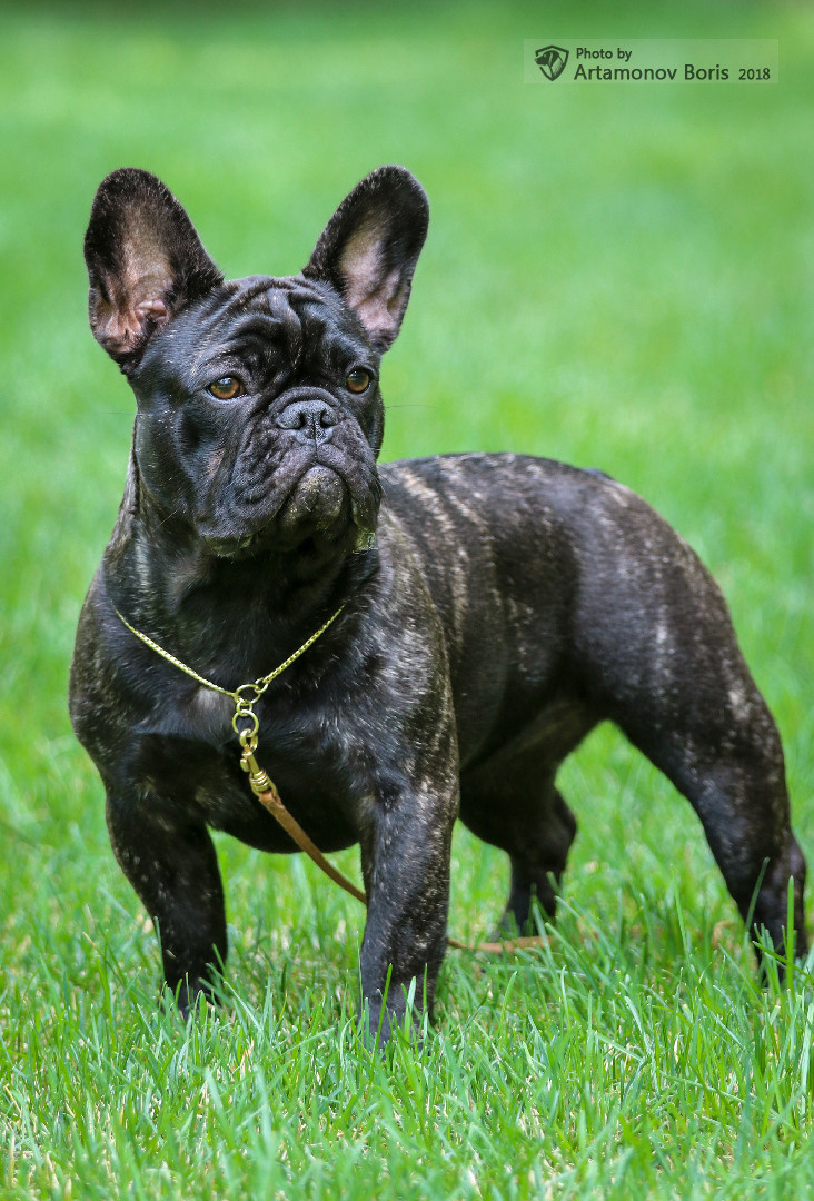 ПОРТРЕТИКИ. Борис Артамонов фотограф — анималист. Москва