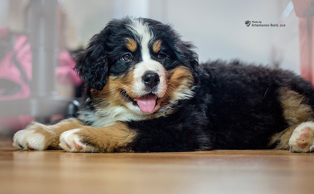 МОИ ЛЮБИМКИ ДОЧА И ВНУЧКИ…. Борис Артамонов фотограф — анималист. Москва