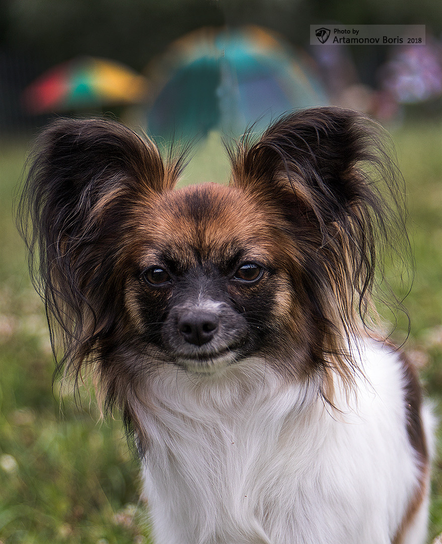 ПОРТРЕТИКИ. Борис Артамонов фотограф — анималист. Москва