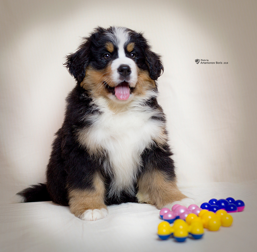 МОИ ЛЮБИМКИ ДОЧА И ВНУЧКИ…. Борис Артамонов фотограф — анималист. Москва