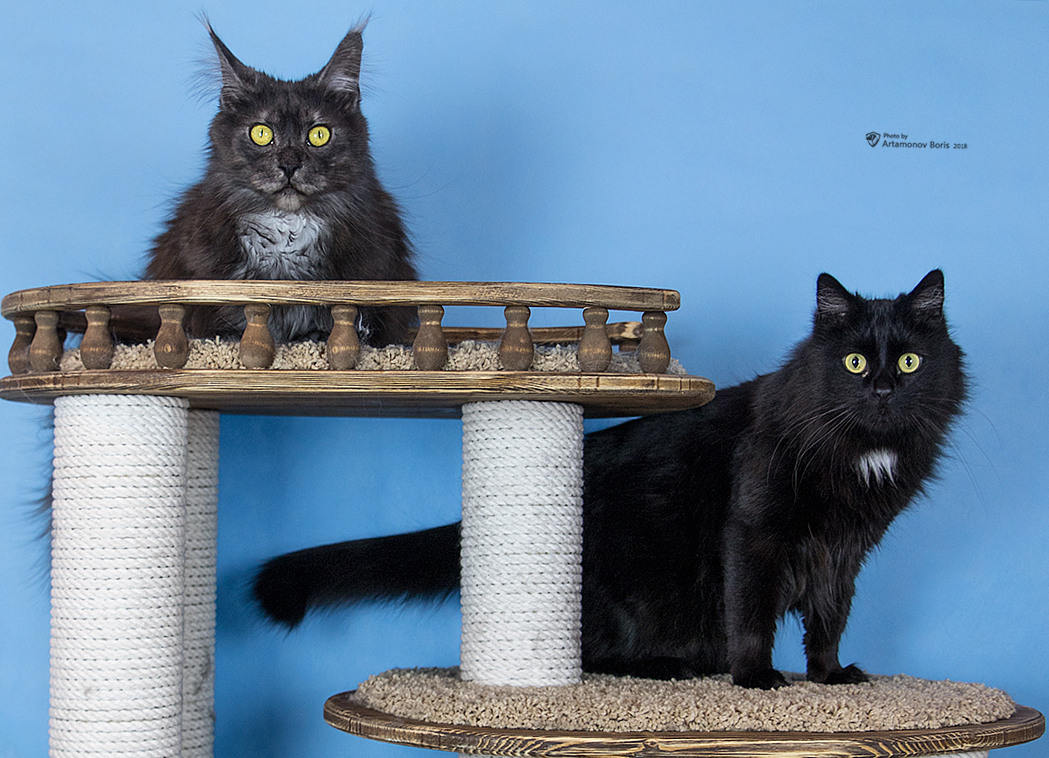 КОТЫ))))). Борис Артамонов фотограф — анималист. Москва