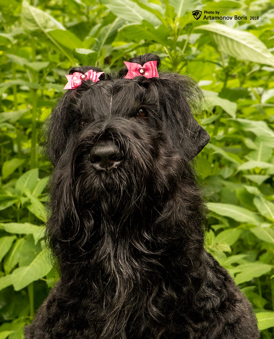 ПОРТРЕТИКИ. Борис Артамонов фотограф — анималист. Москва