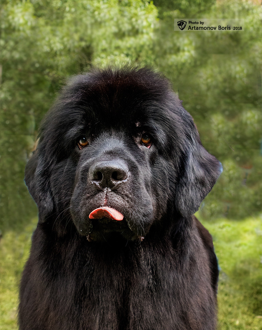 ПОРТРЕТИКИ. Борис Артамонов фотограф — анималист. Москва