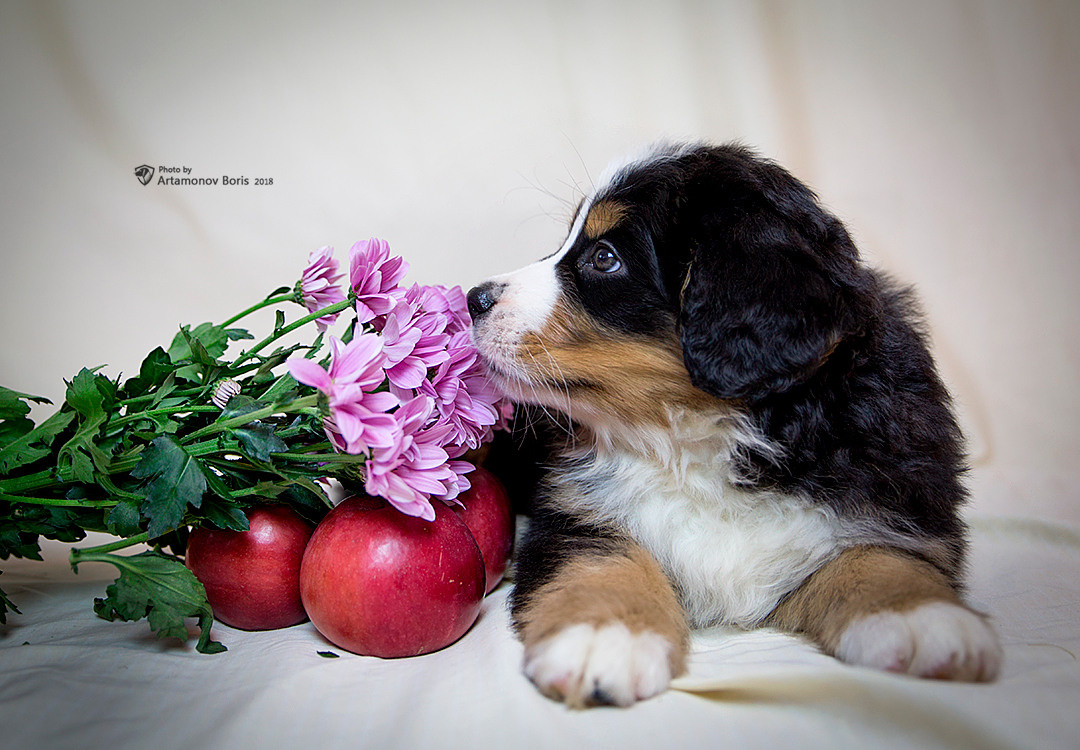 МОИ ЛЮБИМКИ ДОЧА И ВНУЧКИ…. Борис Артамонов фотограф — анималист. Москва
