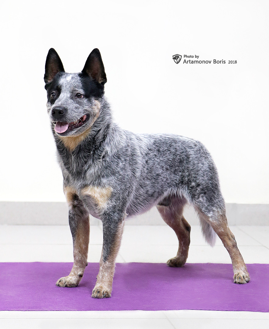 Борис Артамонов фотограф — анималист. Москва