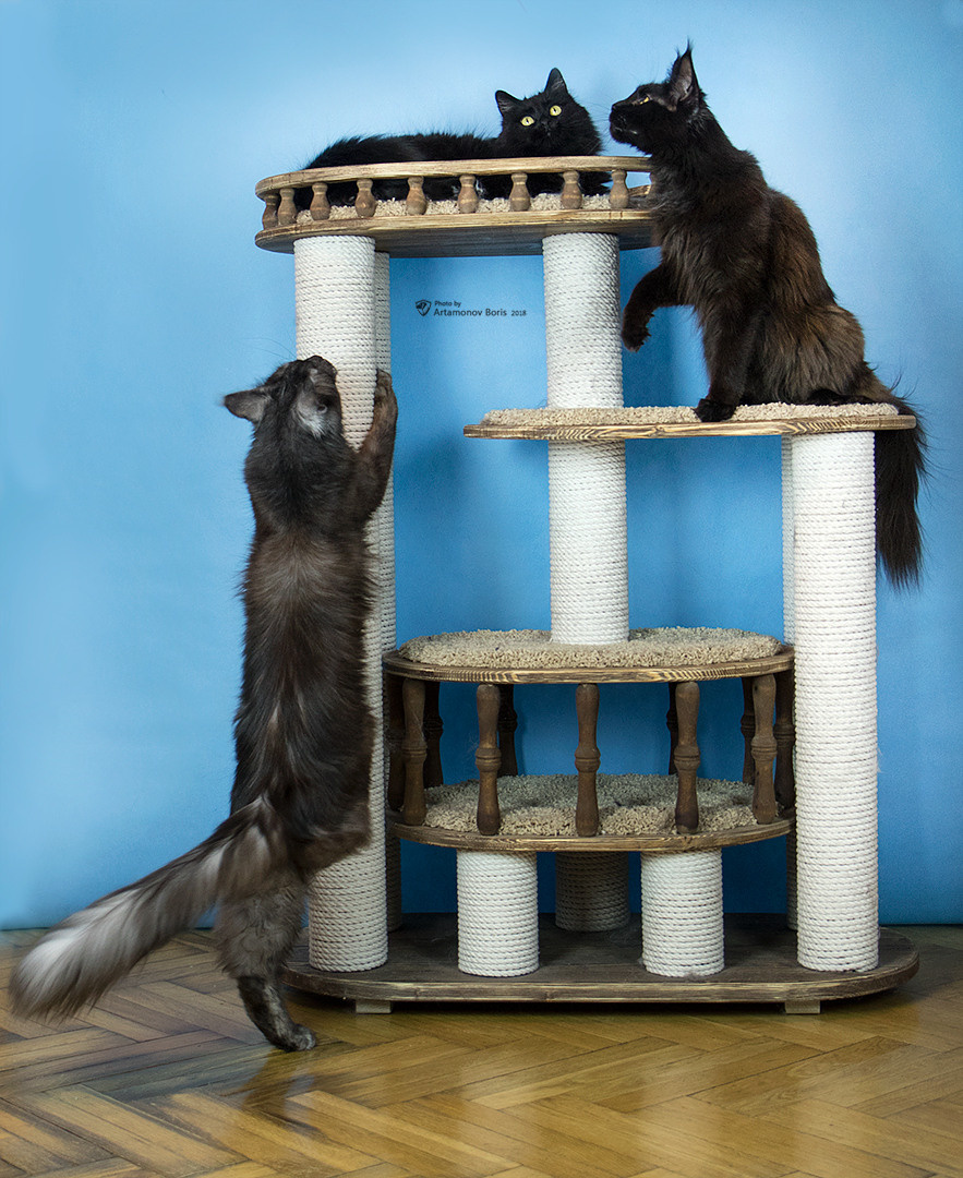 КОТЫ))))). Борис Артамонов фотограф — анималист. Москва