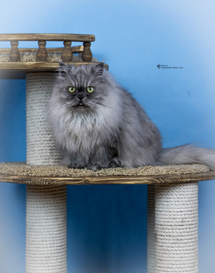 КОТЫ))))). Борис Артамонов фотограф — анималист. Москва