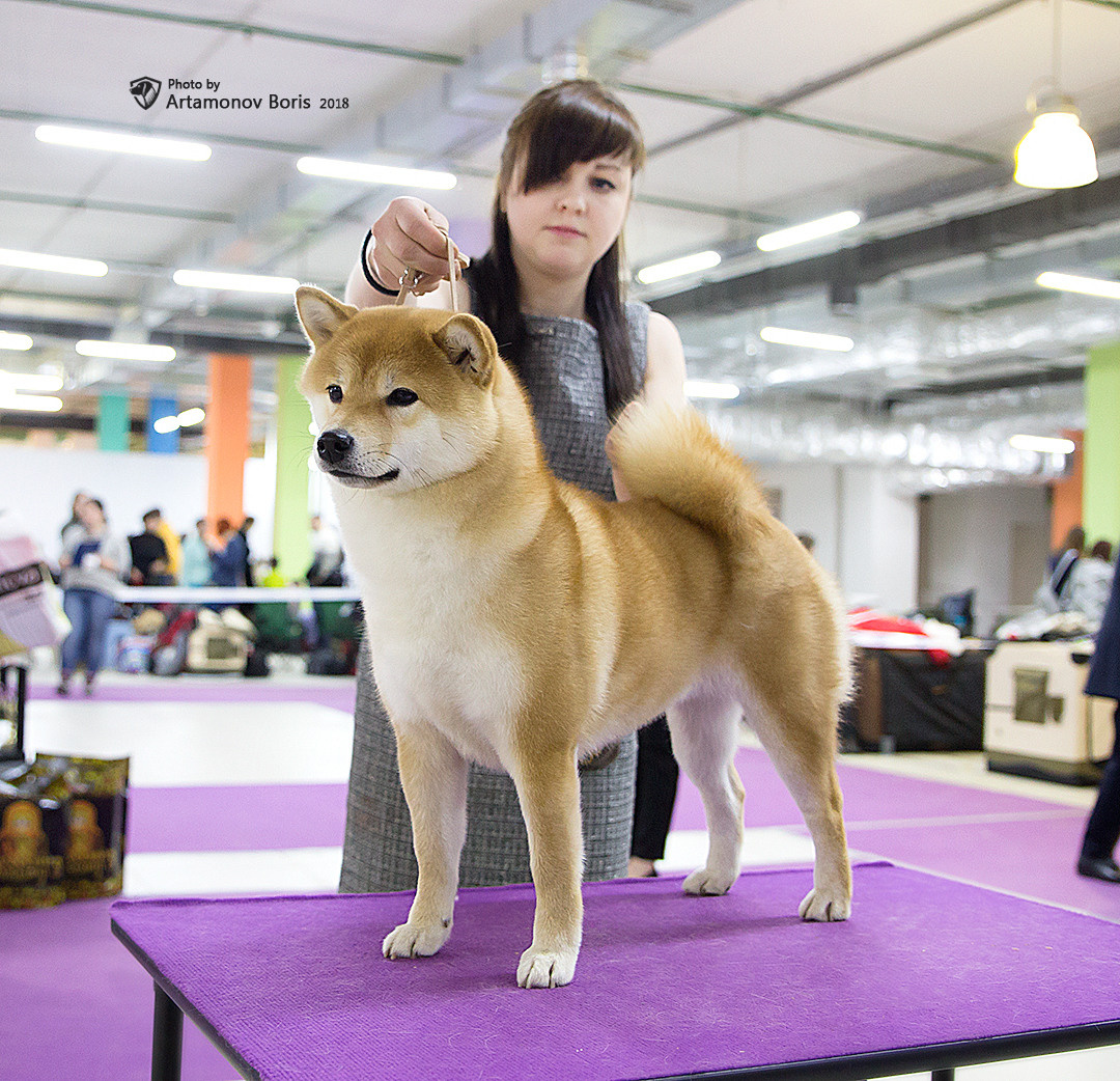 Борис Артамонов фотограф — анималист. Москва
