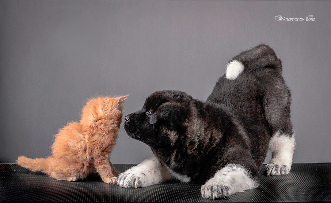 ФОТО ЩЕНКОВ. Борис Артамонов фотограф — анималист. Москва