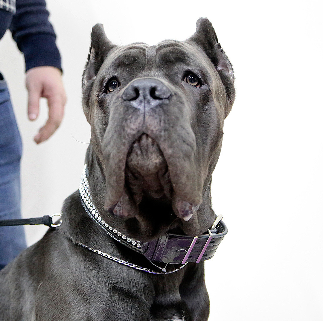 Борис Артамонов фотограф — анималист. Москва