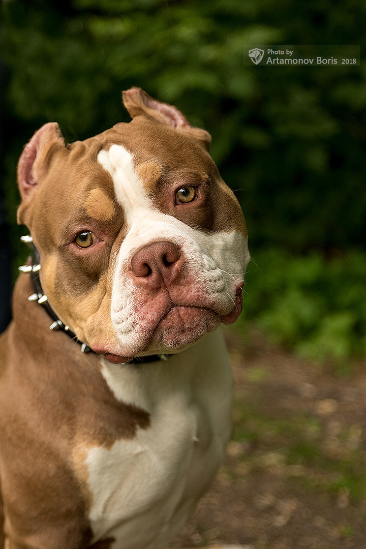 ПОРТРЕТИКИ. Борис Артамонов фотограф — анималист. Москва