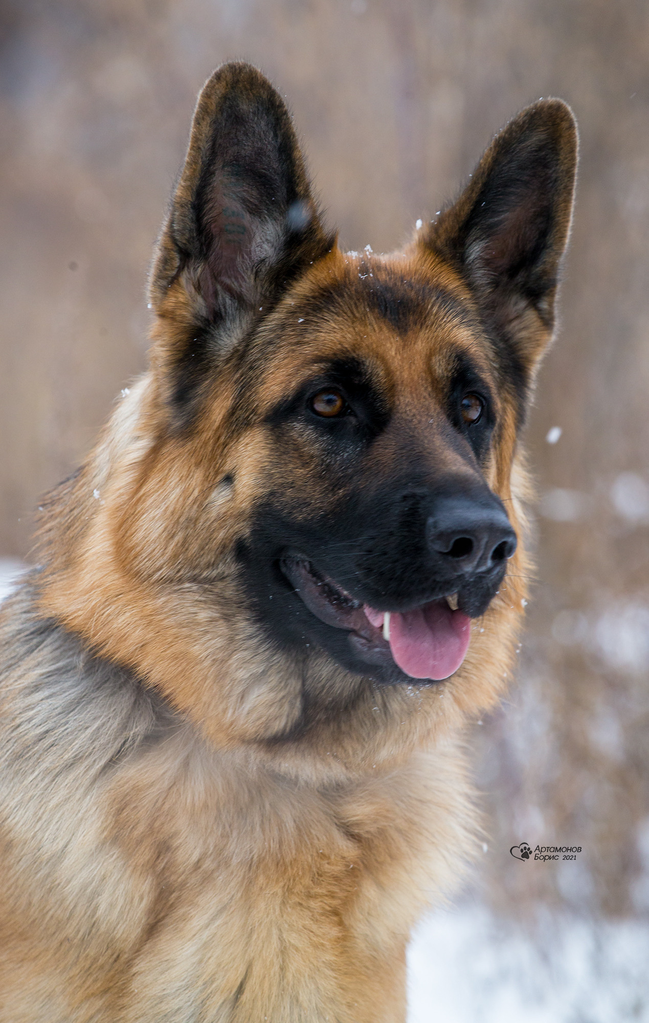 В ДВИЖЕНИИ. Борис Артамонов фотограф — анималист. Москва