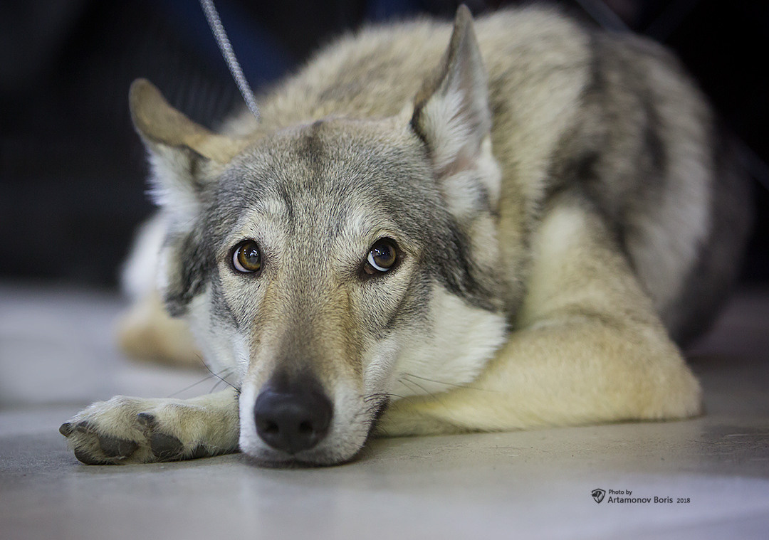 Борис Артамонов фотограф — анималист. Москва