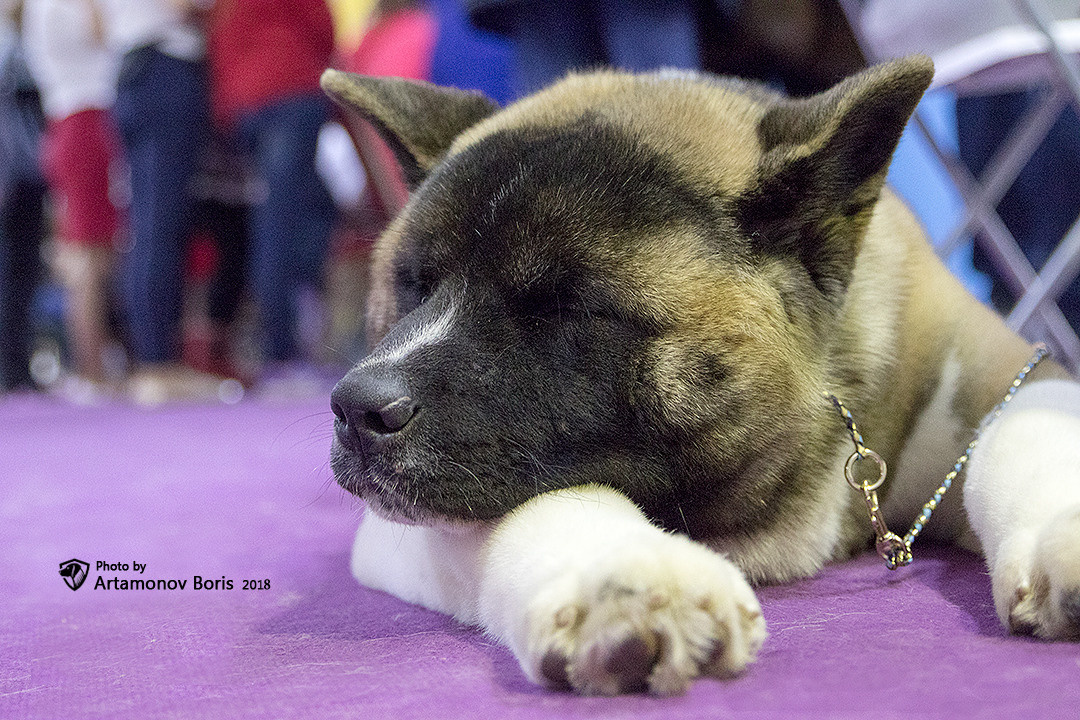 Борис Артамонов фотограф — анималист. Москва