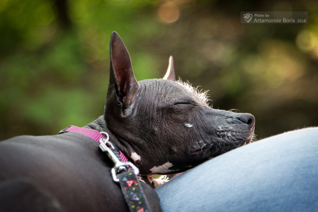 ПОРТРЕТИКИ. Борис Артамонов фотограф — анималист. Москва