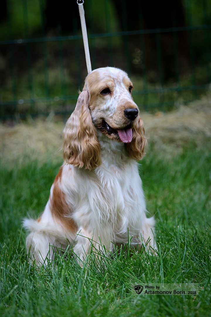 ПОРТРЕТИКИ. Борис Артамонов фотограф — анималист. Москва