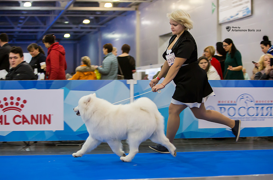Борис Артамонов фотограф — анималист. Москва