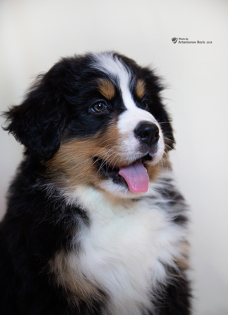 МОИ ЛЮБИМКИ ДОЧА И ВНУЧКИ…. Борис Артамонов фотограф — анималист. Москва