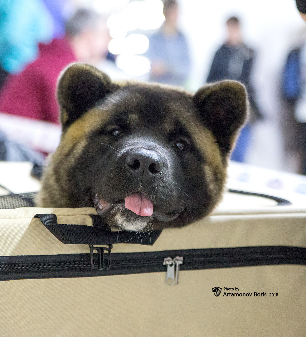 Борис Артамонов фотограф — анималист. Москва