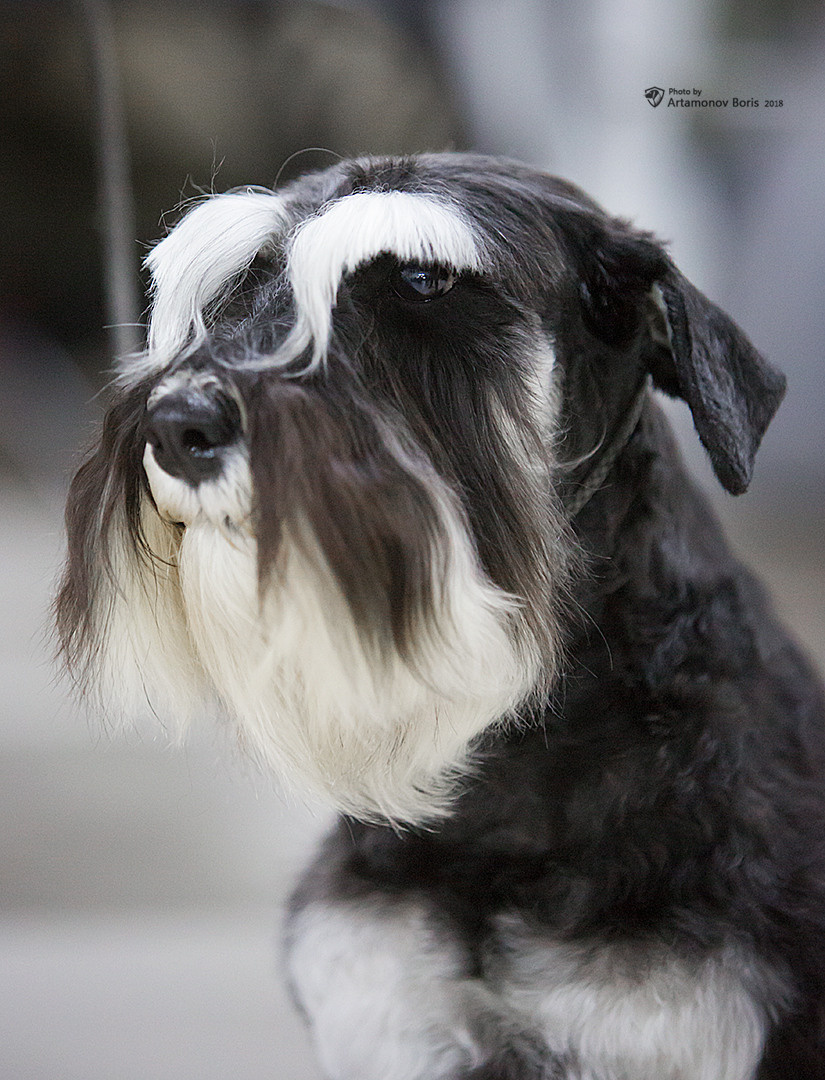 Борис Артамонов фотограф — анималист. Москва