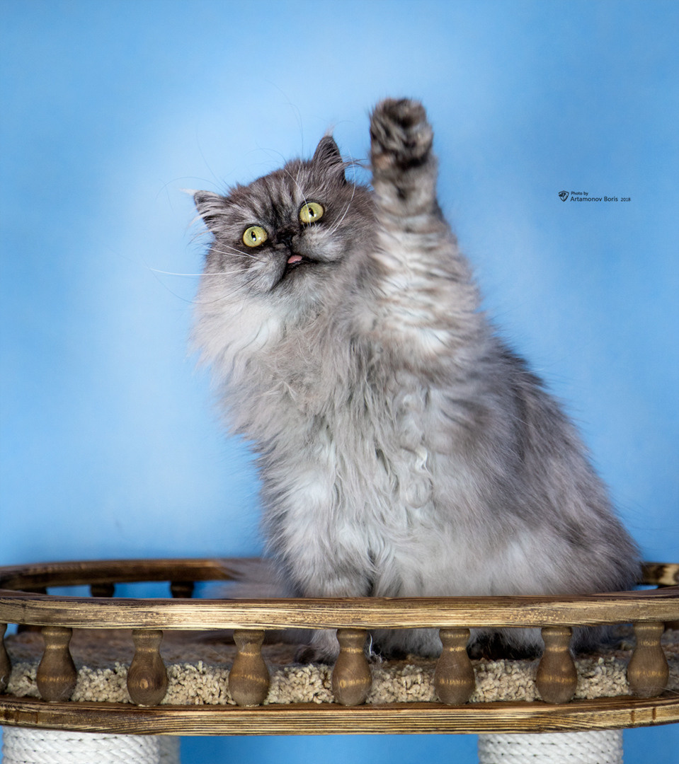 КОТЫ))))). Борис Артамонов фотограф — анималист. Москва