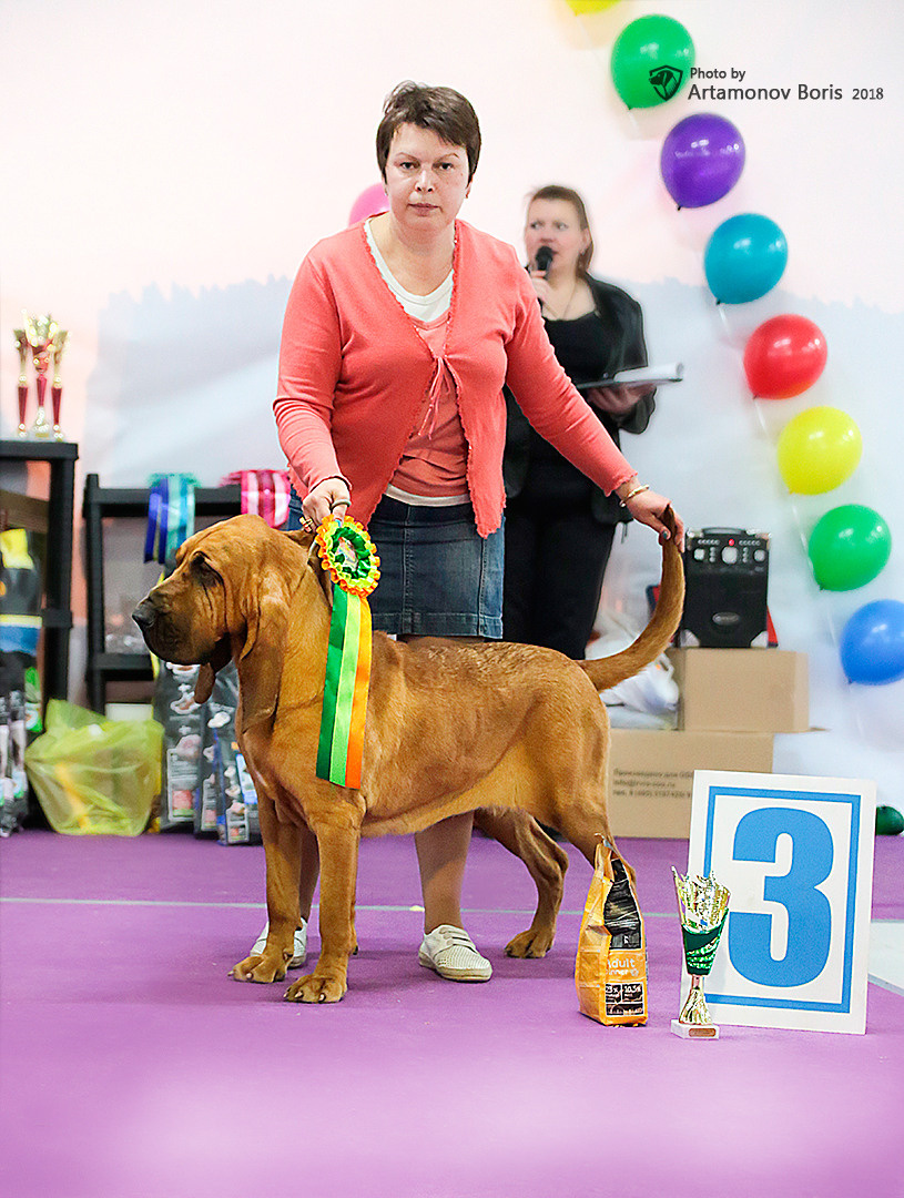 Борис Артамонов фотограф — анималист. Москва
