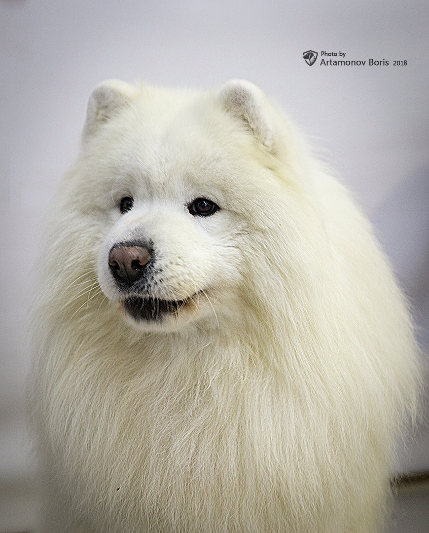 Борис Артамонов фотограф — анималист. Москва