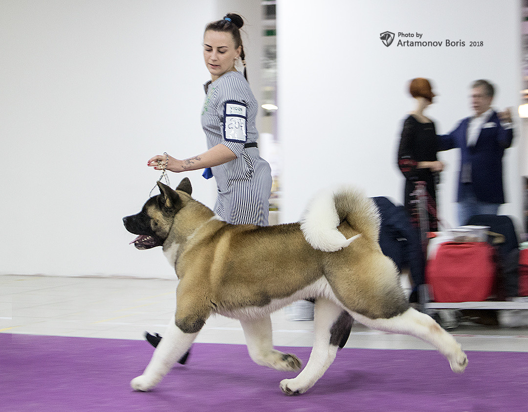 Борис Артамонов фотограф — анималист. Москва