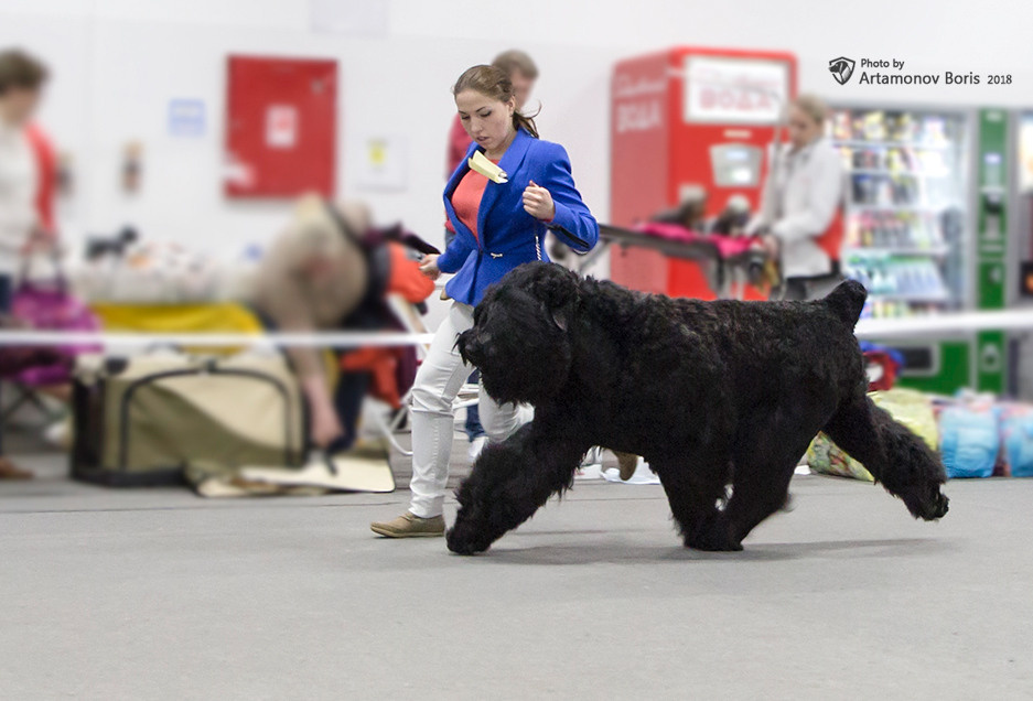 Борис Артамонов фотограф — анималист. Москва