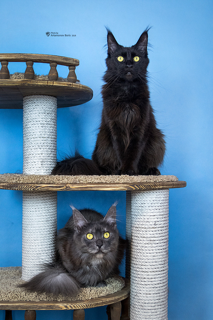 КОТЫ))))). Борис Артамонов фотограф — анималист. Москва