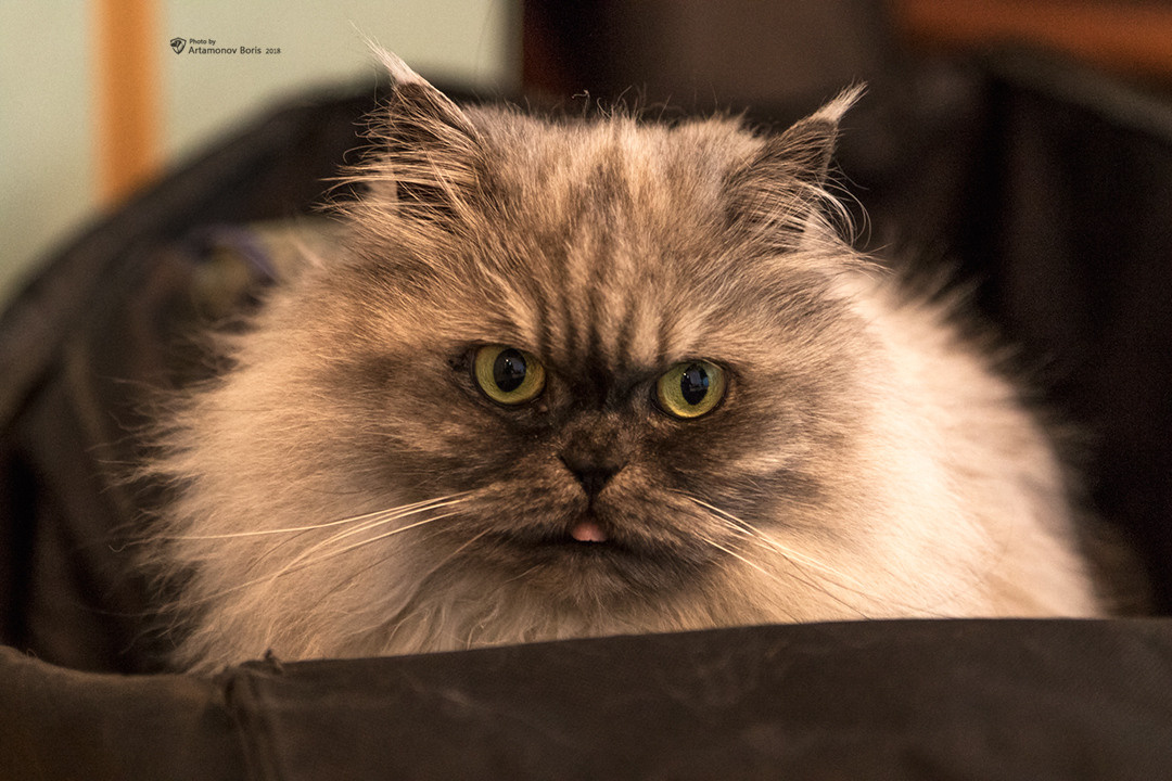 КОТЫ))))). Борис Артамонов фотограф — анималист. Москва