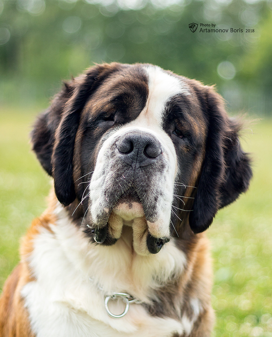 ПОРТРЕТИКИ. Борис Артамонов фотограф — анималист. Москва