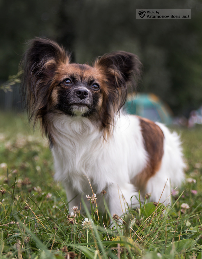 ПОРТРЕТИКИ. Борис Артамонов фотограф — анималист. Москва