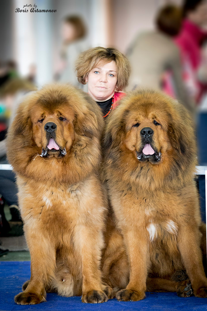 Борис Артамонов фотограф — анималист. Москва