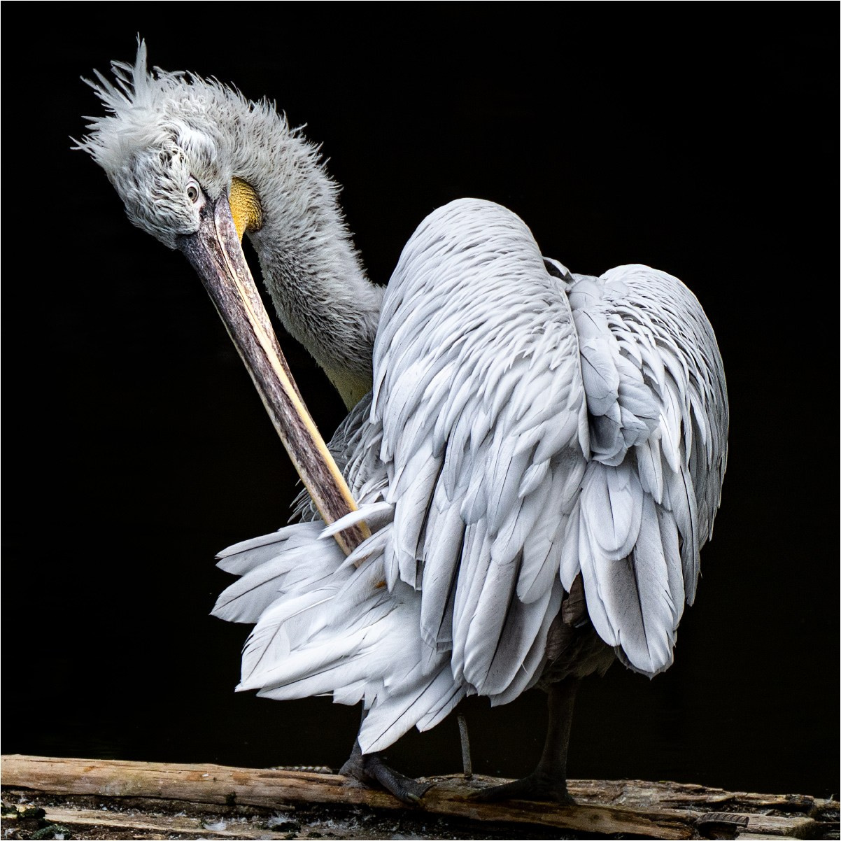 ЗООПАРК. Фотограф Владимир Остапенко