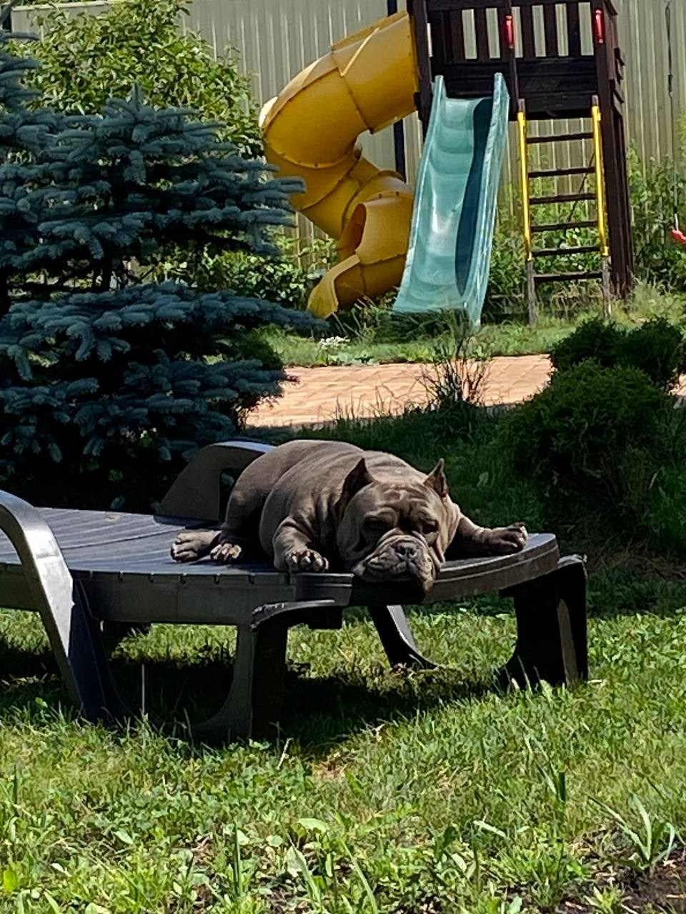 Познакомьтесь с Американским Булли в Иркутске. Питомник собак Иркутск