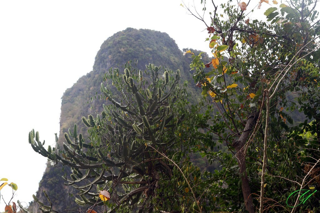 Тайланд. Пхукет 2013. Улица, люди, жизнь…